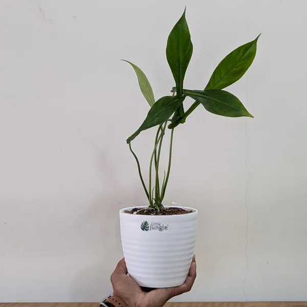 Philodendron_Joepii,_With_White_Decor_Pot