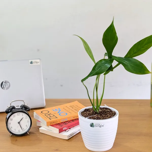 Philodendron_Joepii,_With_White_Decor_Pot