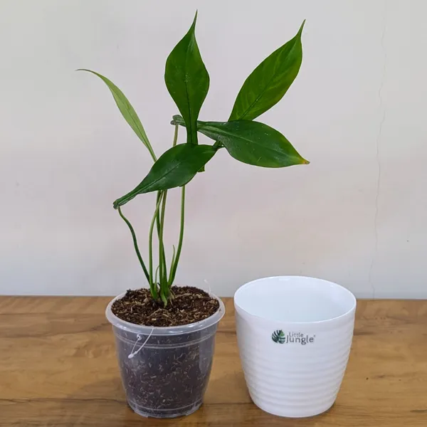 Philodendron_Joepii,_With_White_Decor_Pot