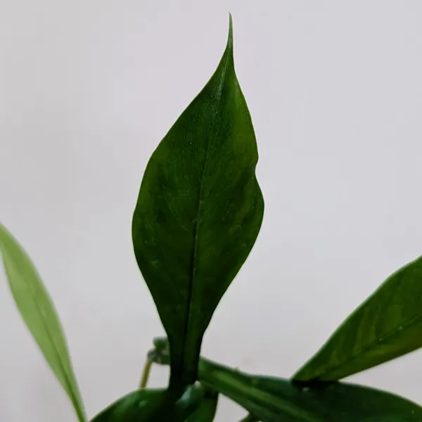 Philodendron_Joepii,_With_White_Decor_Pot