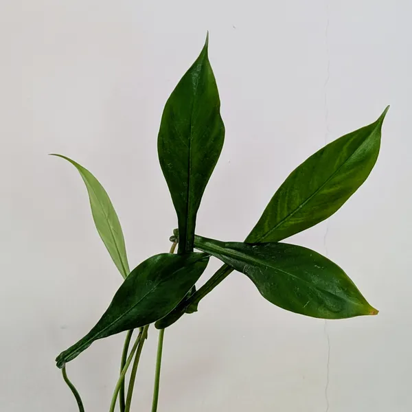 Philodendron_Joepii,_With_White_Decor_Pot