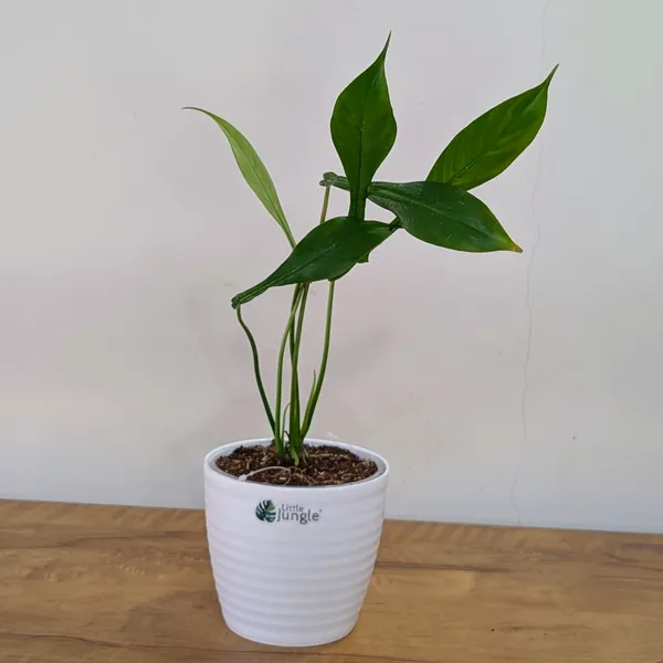 Philodendron_Joepii,_With_White_Decor_Pot