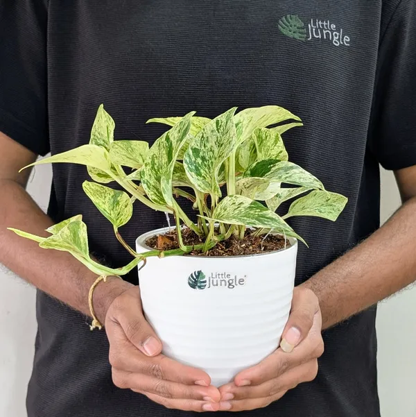 Njoy_+_Neon_+_Manjula_+_Marble_Pothos,_With_White_Decor_Pot