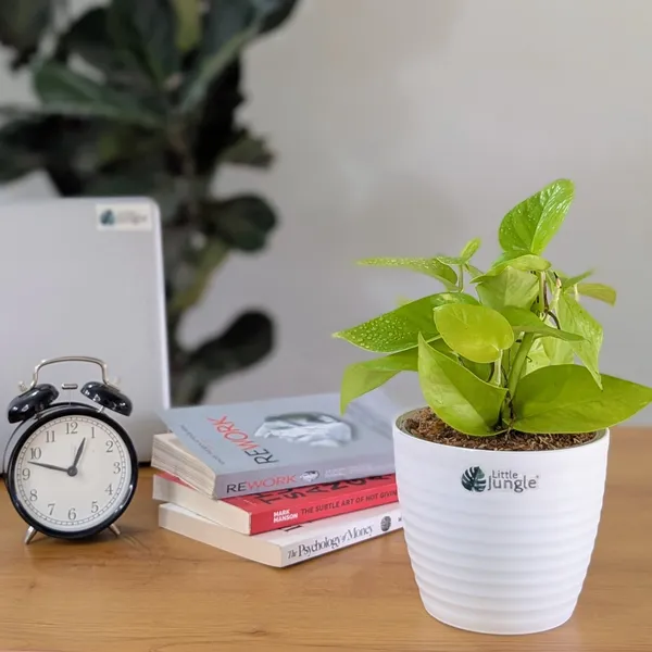 Njoy_+_Neon_+_Manjula_+_Marble_Pothos,_With_White_Decor_Pot