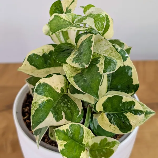 Njoy_+_Neon_+_Manjula_+_Marble_Pothos,_With_White_Decor_Pot