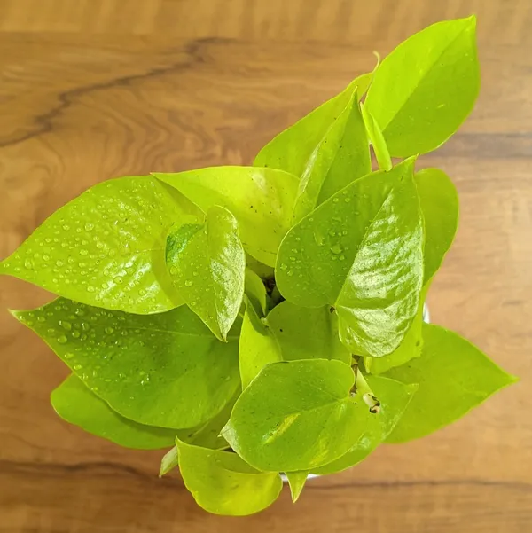 Neon_+_Marble_Pothos,_With_White_Decor_Pot
