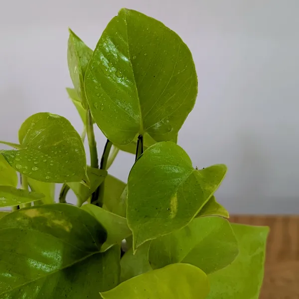 Neon_+_Marble_Pothos,_With_White_Decor_Pot