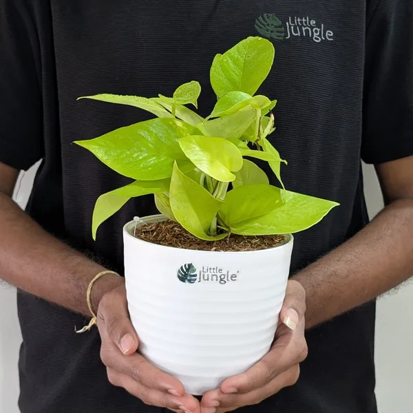 Neon_+_Marble_Pothos,_With_White_Decor_Pot