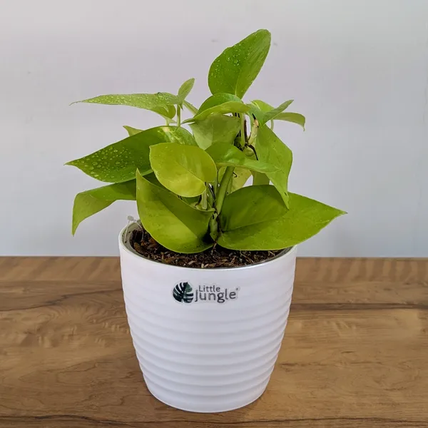 Neon_+_Marble_Pothos,_With_White_Decor_Pot