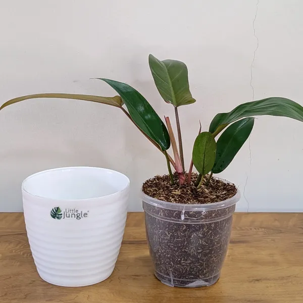 Philodendron_Florida_Bronze_Plant,_With_White_Decor_Pot