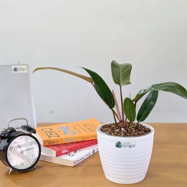 Philodendron_Florida_Bronze_Plant,_With_White_Decor_Pot