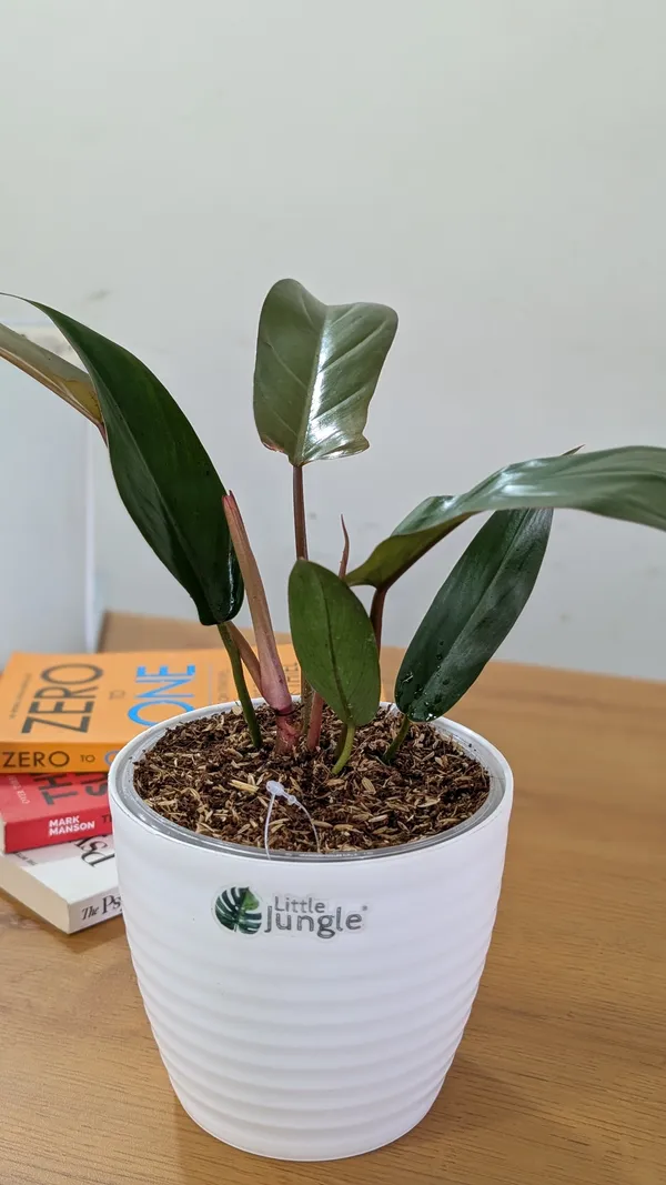 Philodendron_Florida_Bronze_Plant,_With_White_Decor_Pot