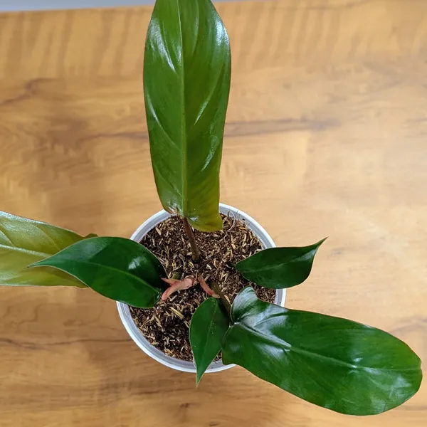 Philodendron_Florida_Bronze_Plant,_With_White_Decor_Pot
