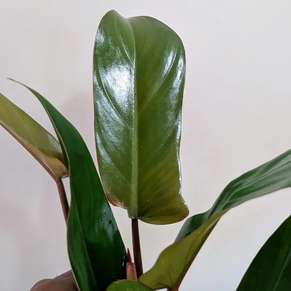 Philodendron_Florida_Bronze_Plant,_With_White_Decor_Pot