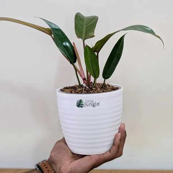 Philodendron_Florida_Bronze_Plant,_With_White_Decor_Pot