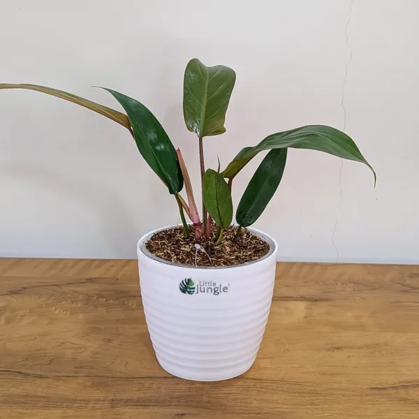 Philodendron_Florida_Bronze_Plant,_With_White_Decor_Pot
