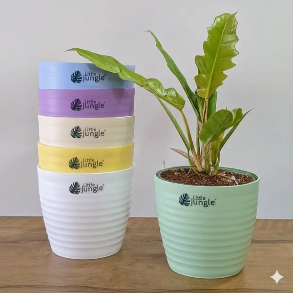 Decor_pot,_6_Color_Pots,_(white,Blue_,Yellow,Purple,Biege,Green)