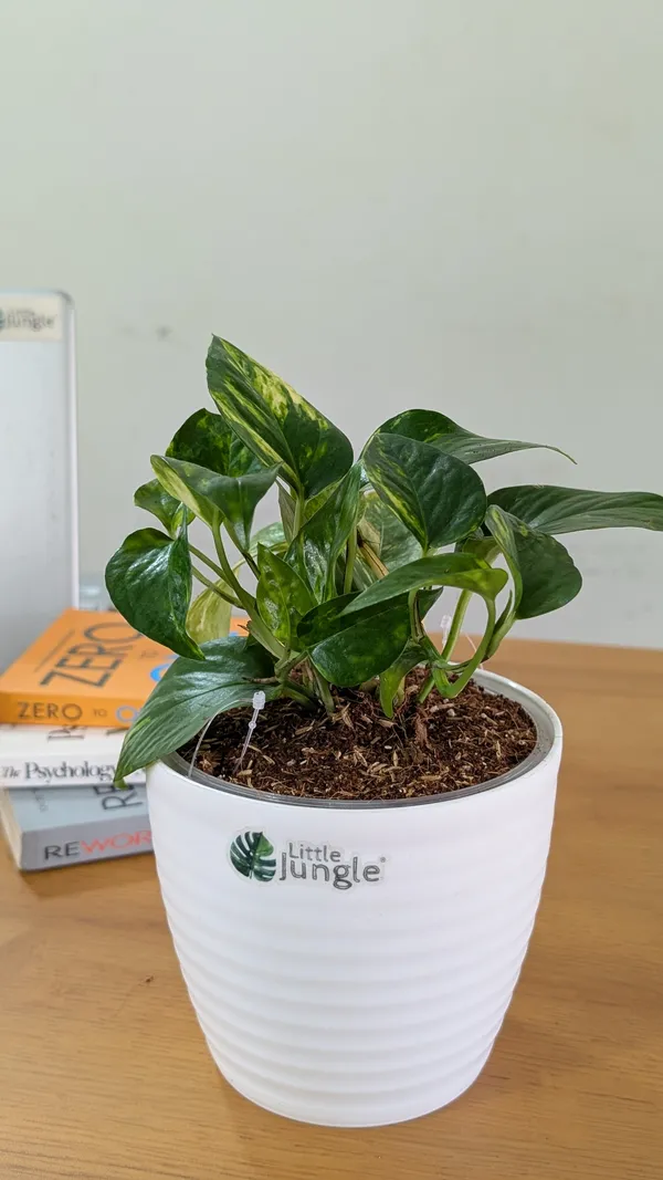 Golden_Pothos,_With_White_Decor_Pot