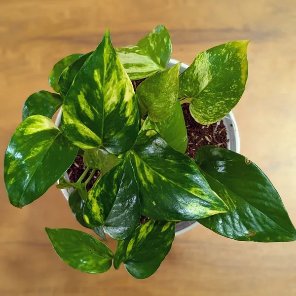 Golden_Pothos,_With_White_Decor_Pot