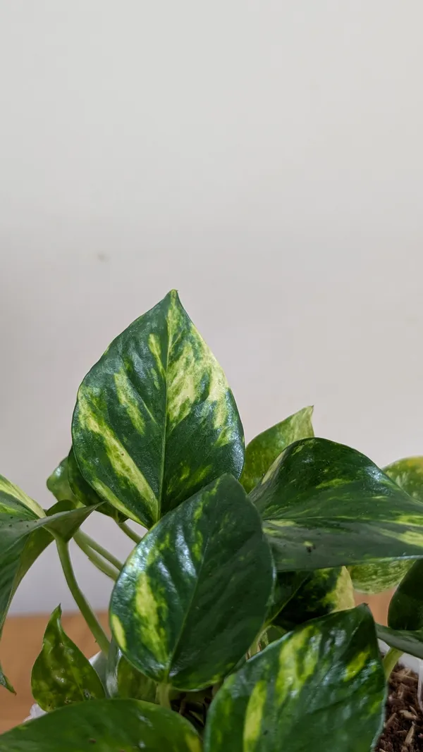 Golden_Pothos,_With_White_Decor_Pot