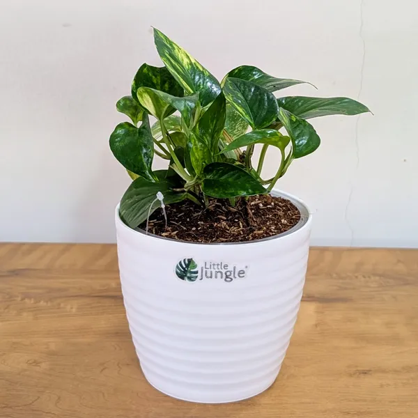 Golden_Pothos,_With_White_Decor_Pot