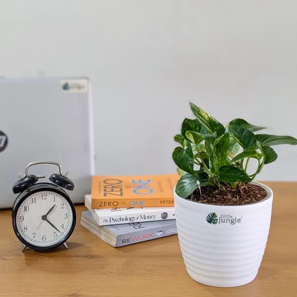 Golden_Pothos,_With_White_Decor_Pot