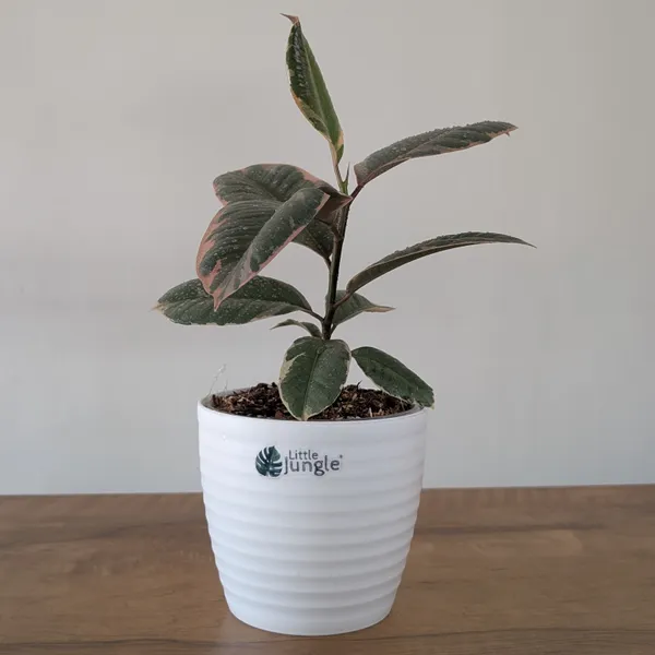 Ficus_Elastica_Variegated_Pink_Ruby,_With_White_Decor_Plant