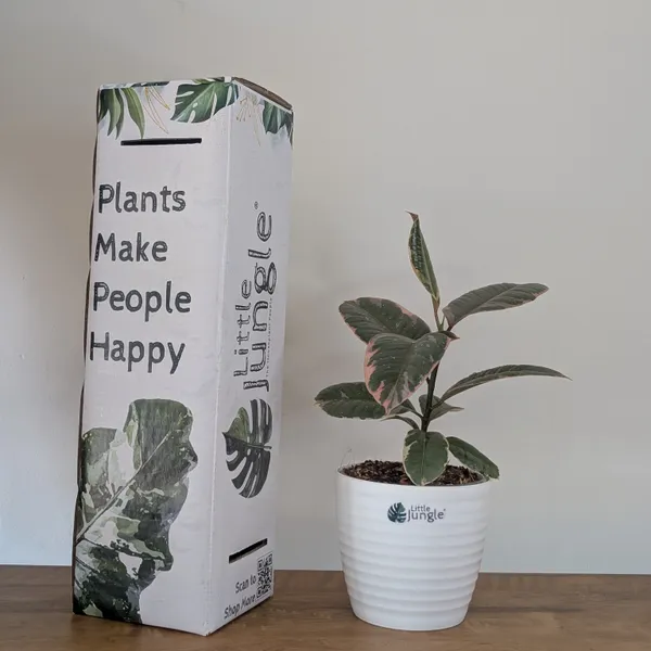 Ficus_Elastica_Variegated_Pink_Ruby,_With_White_Decor_Plant