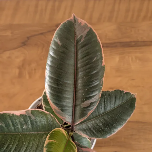 Ficus_Elastica_Variegated_Pink_Ruby,_With_White_Decor_Plant