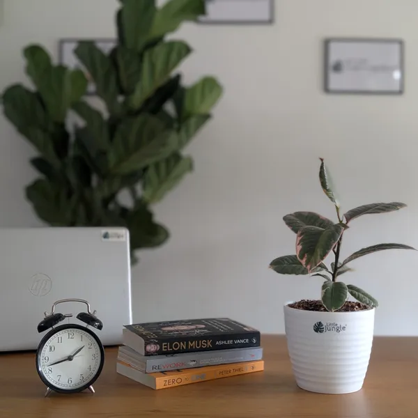 Ficus_Elastica_Variegated_Pink_Ruby,_With_White_Decor_Plant