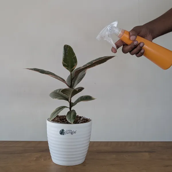 Ficus_Elastica_Variegated_Pink_Ruby,_With_White_Decor_Plant