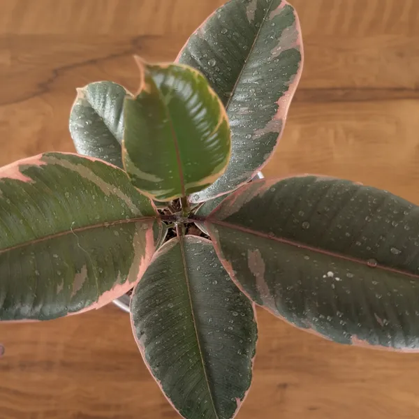 Ficus_Elastica_Variegated_Pink_Ruby,_With_White_Decor_Plant