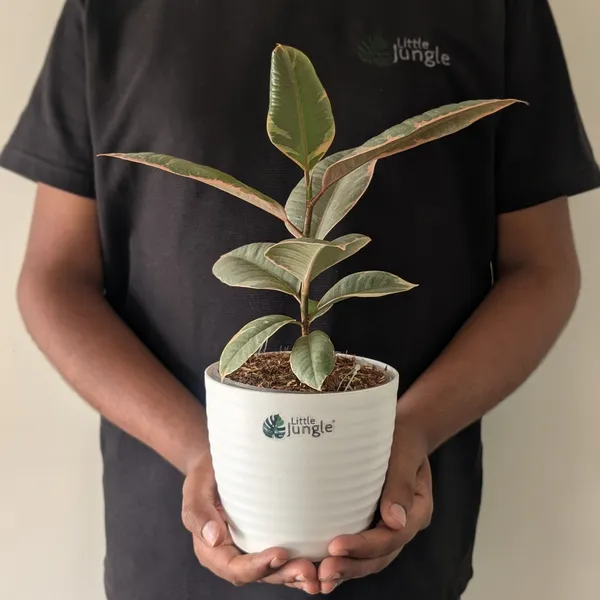 Ficus_Elastica_Variegated_Pink_Ruby,_With_White_Decor_Plant