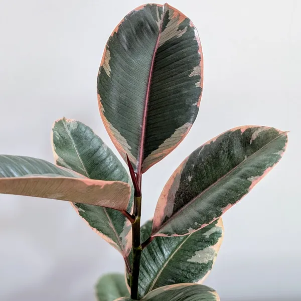 Ficus_Elastica_Variegated_Pink_Ruby,_With_White_Decor_Plant