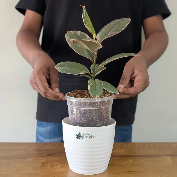 Ficus_Elastica_Variegated_Pink_Ruby,_With_White_Decor_Plant