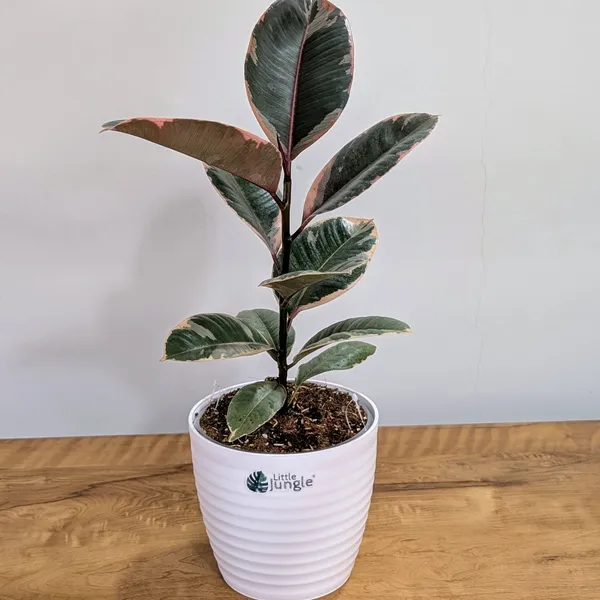 Ficus_Elastica_Variegated_Pink_Ruby,_With_White_Decor_Plant