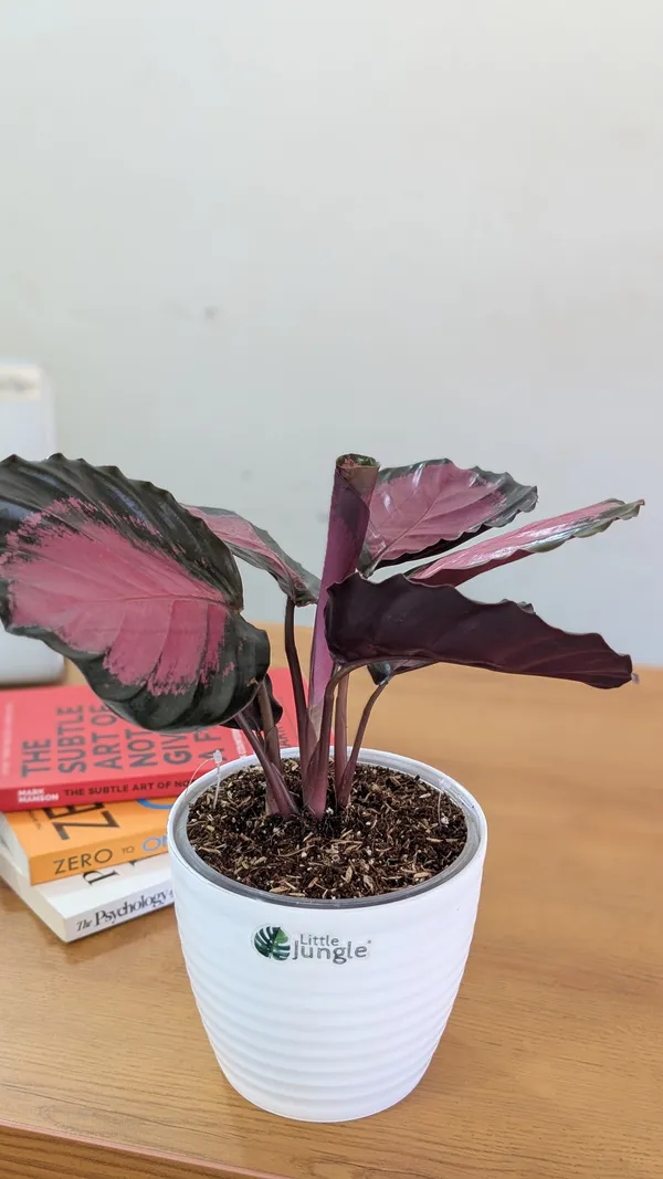 Calathea_Rosy,_With_White_Decor_Pot