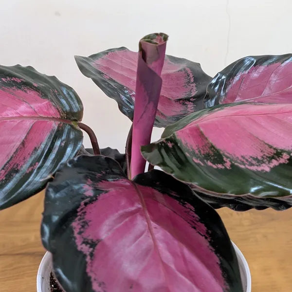 Calathea_Rosy,_With_White_Decor_Pot