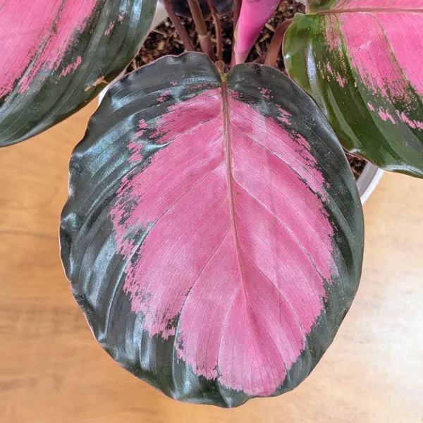 Calathea_Rosy,_With_White_Decor_Pot
