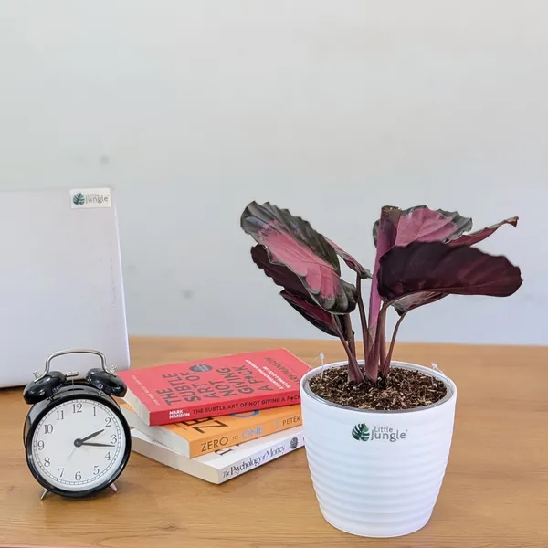 Calathea_Rosy,_With_White_Decor_Pot