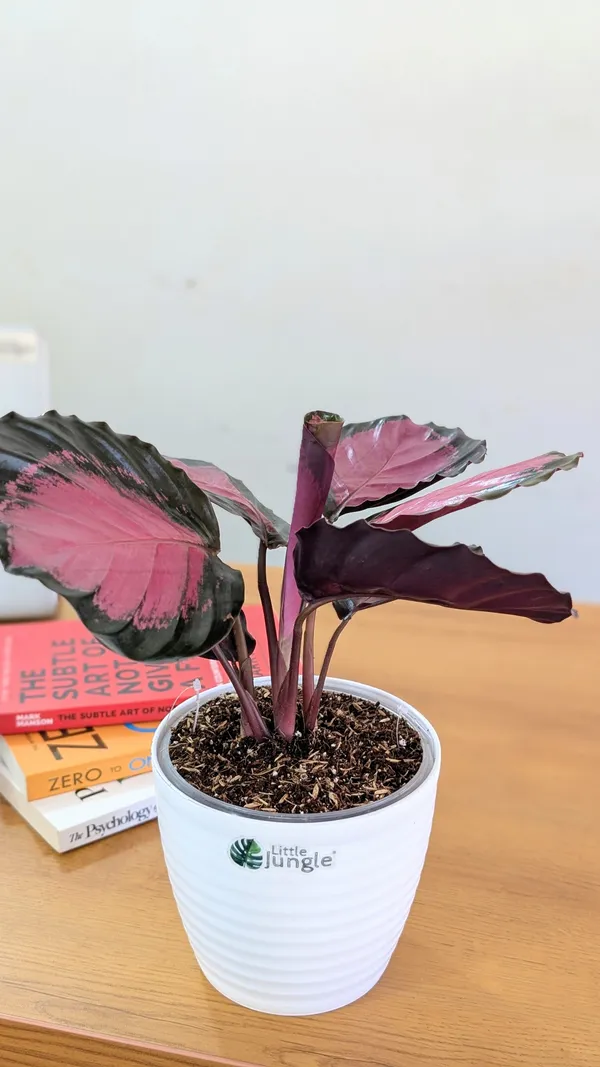 Calathea_Rosy,_With_White_Decor_Pot