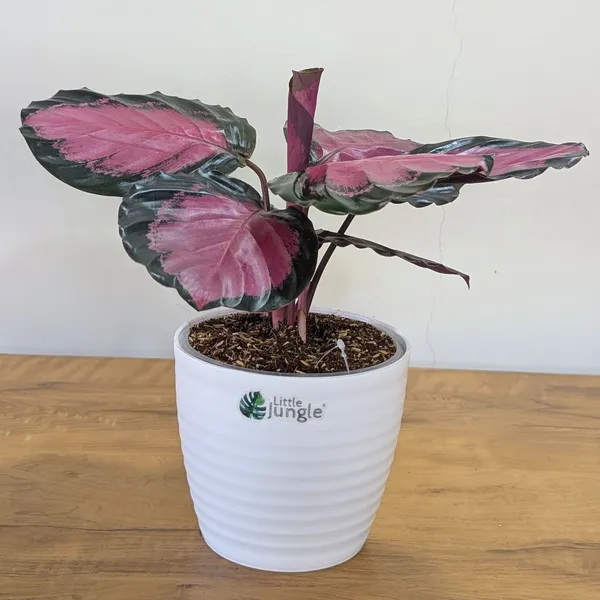 Calathea_Rosy,_With_White_Decor_Pot