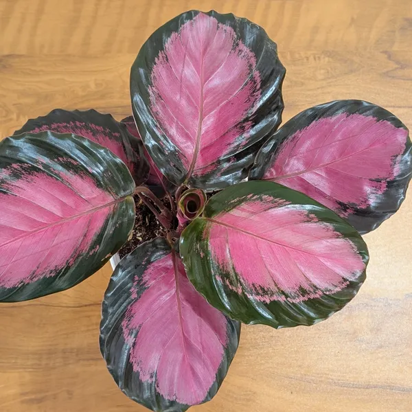 Calathea_Rosy,_With_White_Decor_Pot