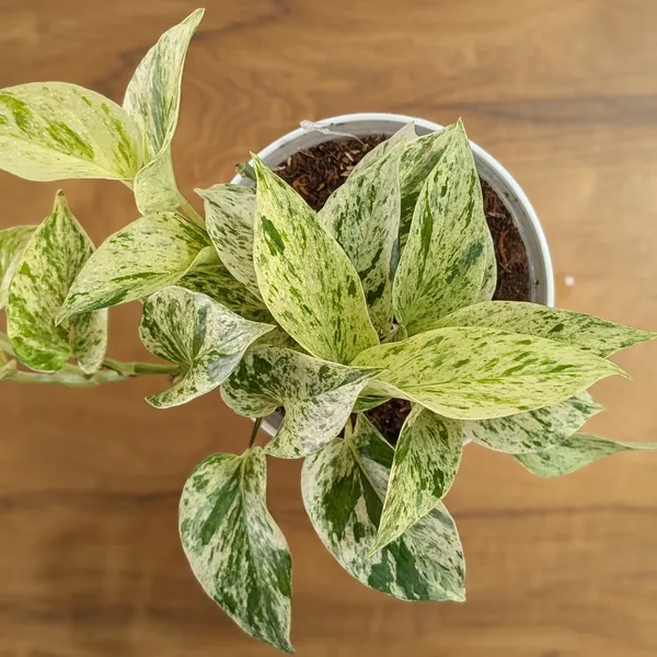 Manjula_+_Njoy_+_Marble_+_Golden_Pothos,_With_White_Decor_Pot