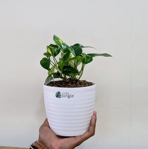 Manjula_+_Njoy_+_Marble_+_Golden_Pothos,_With_White_Decor_Pot