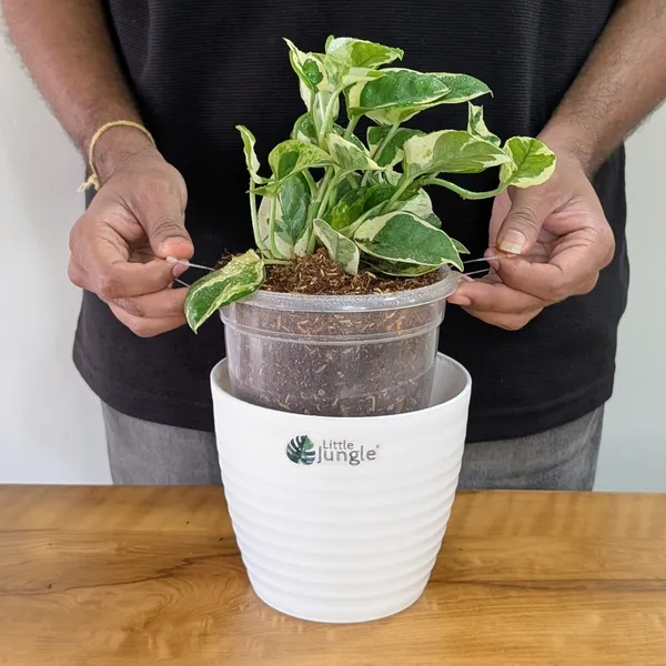 Manjula_+_Njoy_+_Marble_+_Golden_Pothos,_With_White_Decor_Pot
