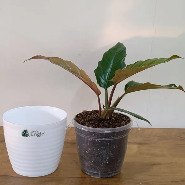 Philodendron_Choco_Empress,_With_White_Decor_Pot