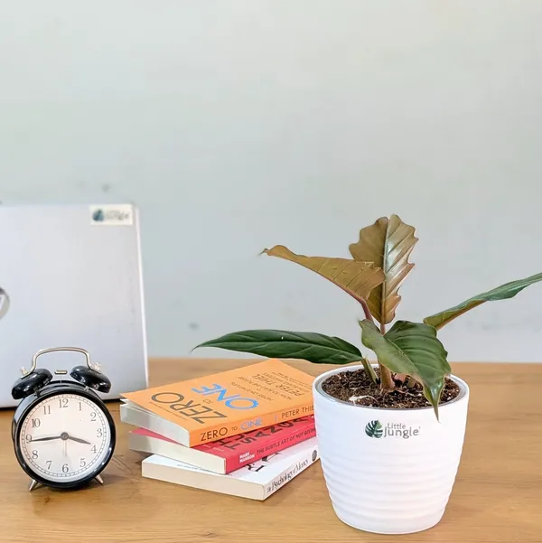 Philodendron_Choco_Empress,_With_White_Decor_Pot