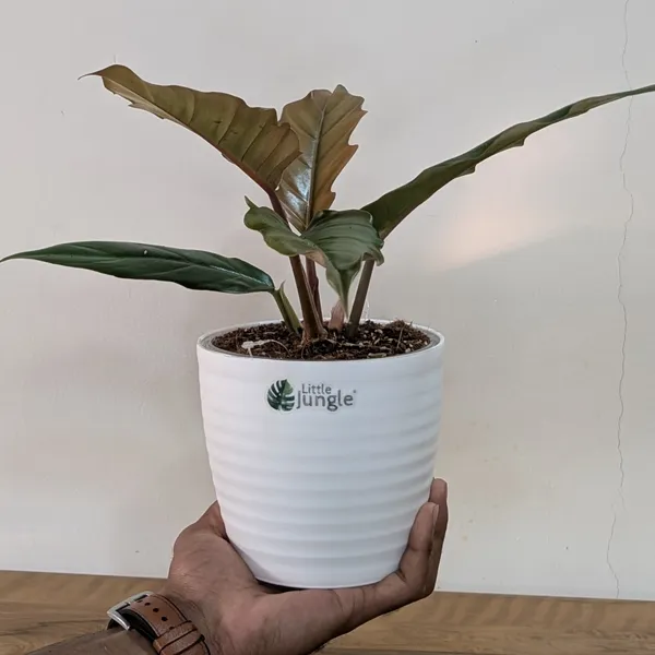 Philodendron_Choco_Empress,_With_White_Decor_Pot