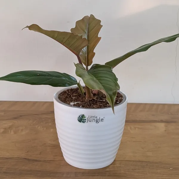 Philodendron_Choco_Empress,_With_White_Decor_Pot